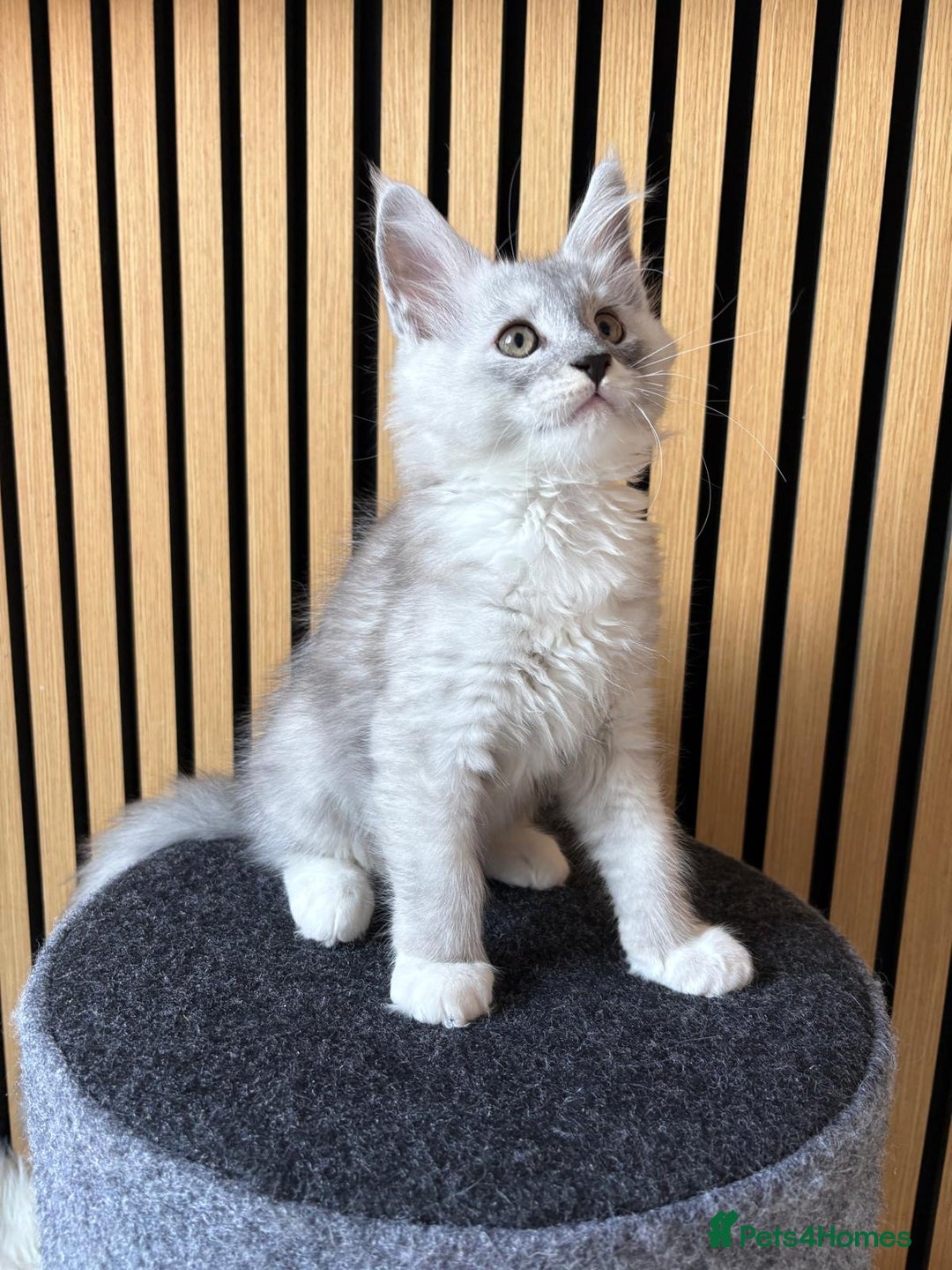 Maine Coon cats for sale: XL Maine Coon Kittens for Sale – TICA Reg - Advert 10