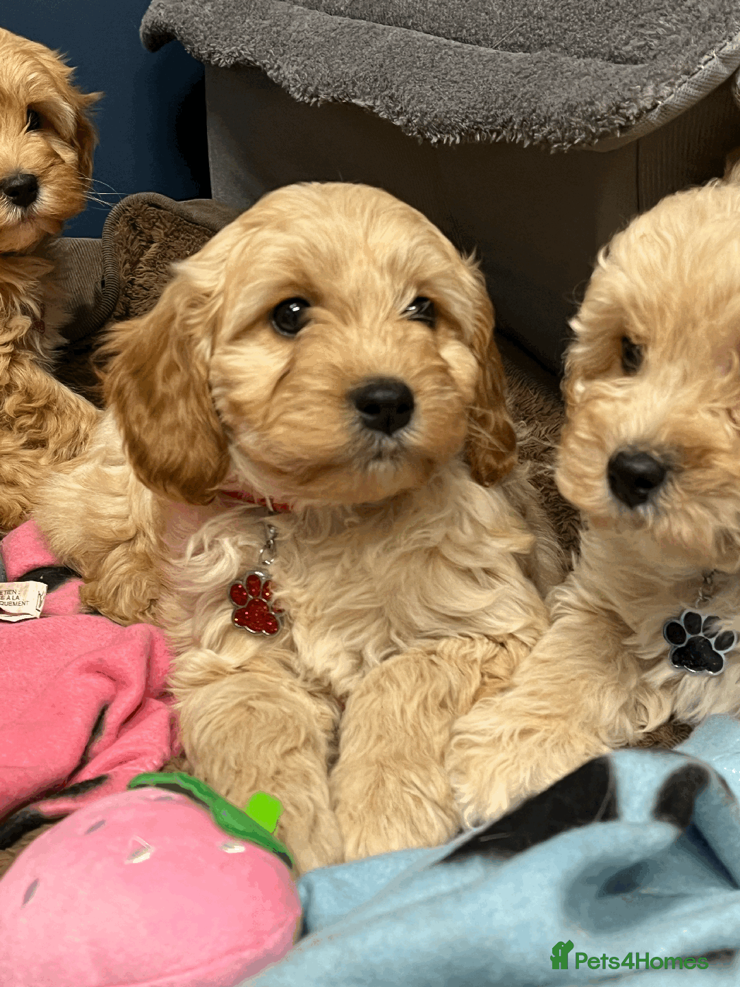Cavapoochon dogs for sale: Cavapoochon puppies ready for new forever home💕 - Advert 15