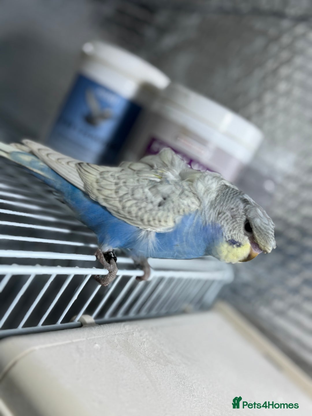 Budgerigars birds for sale: Spangle split black face Hogoromo budgies - Advert 6