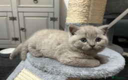 British Shorthair cats for sale: Stunning lilac BSH  - Image 33