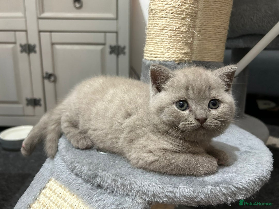 British Shorthair cats for sale: Stunning lilac BSH  - Image 33