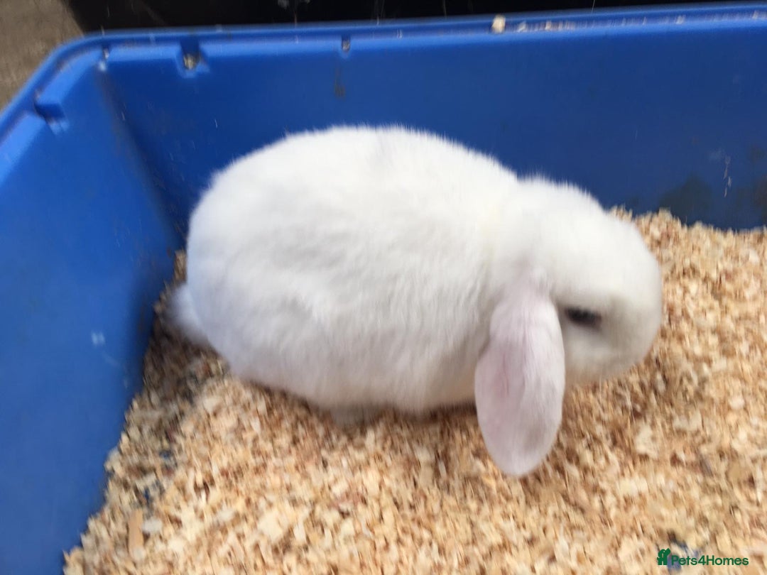 Mini Lop rabbits for sale: Gorgeous pure bred mini lops for sale  - Image 3