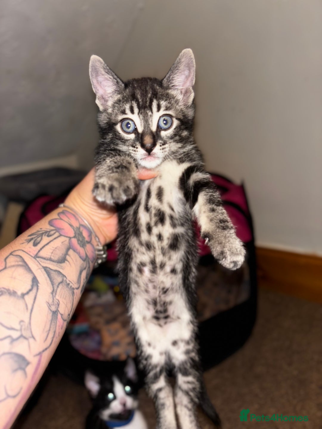 Bengal cats for sale: BENGAL❌KITTENS - Image 24