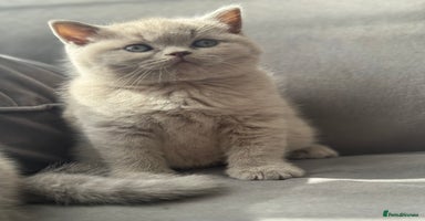 British Shorthair cats - Advert 3