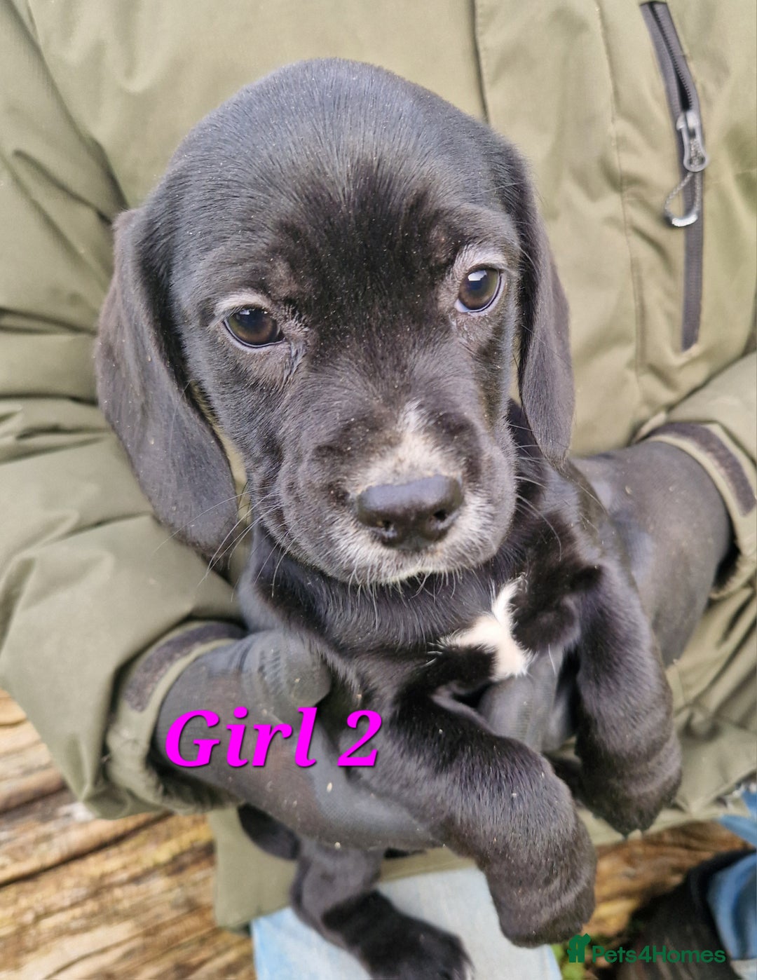 Bocker dogs for sale: Beautiful Bocker puppies - Advert 24