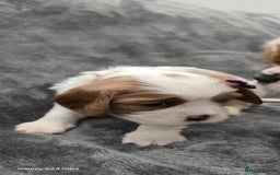 Cavalier King Charles Spaniel dogs for sale: 🐶 KC Cavalier King Charles Spaniel Puppies 🐶 - Image 6