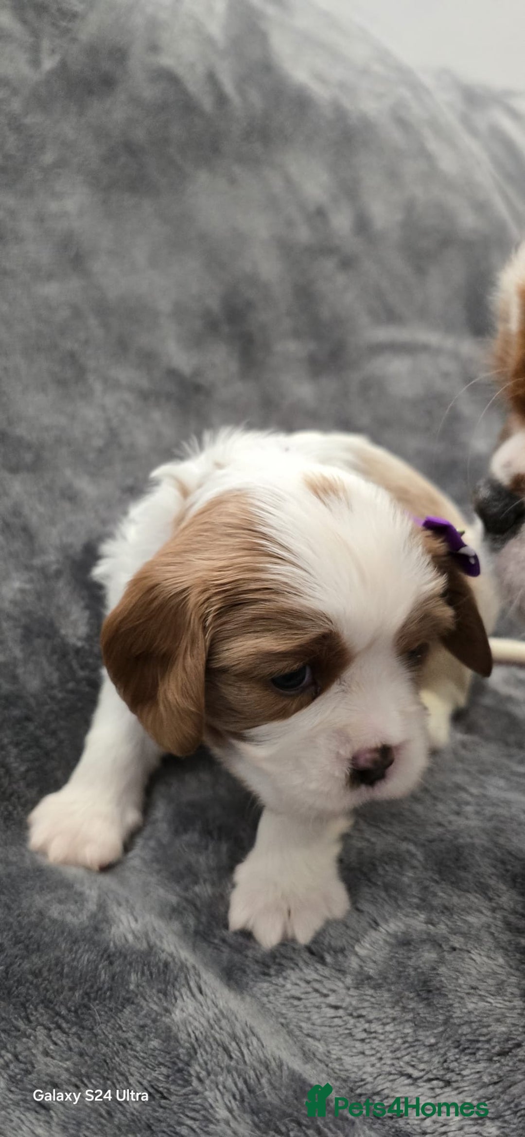 Cavalier King Charles Spaniel dogs for sale: 🐶 KC Cavalier King Charles Spaniel Puppies 🐶 - Image 6