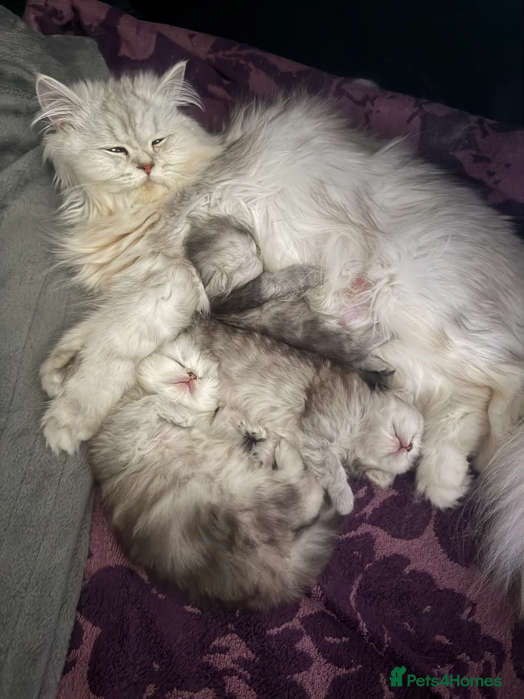 Persian cats for sale: Chinchilla Persian Kittens in Swindon - Advert 2