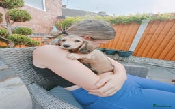 Miniature Dachshund dogs for sale: Long haired Shaded cream, 5 ⭐ licenced breeder - Image 2