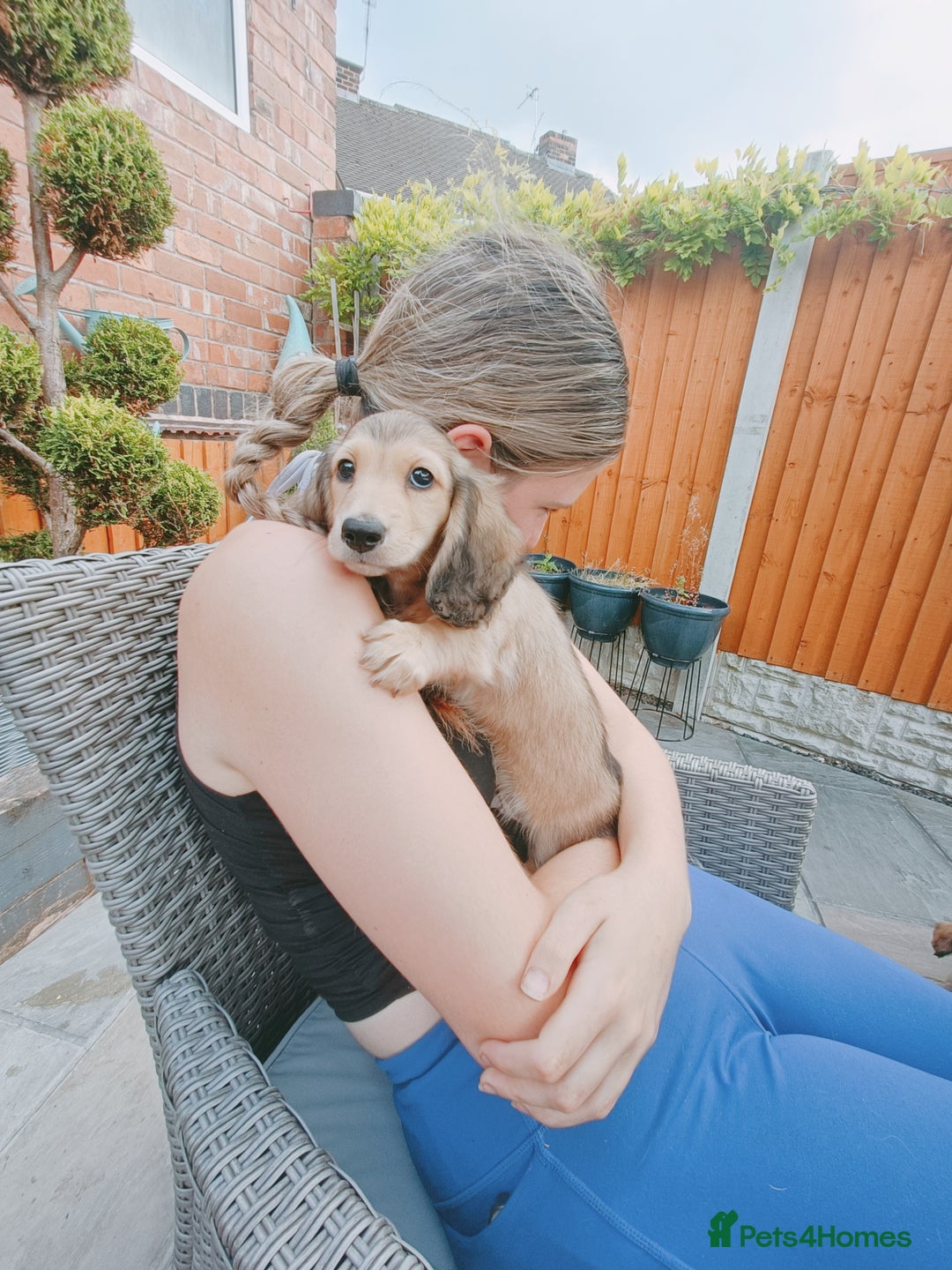 Miniature Dachshund dogs for sale: Long haired Shaded cream, 5 ⭐ licenced breeder - Image 2