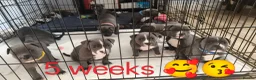 Staffordshire Bull Terrier dogs for sale: Blue Staffordshire bull terrier puppies 🐶🐕🐾 - Advert 10