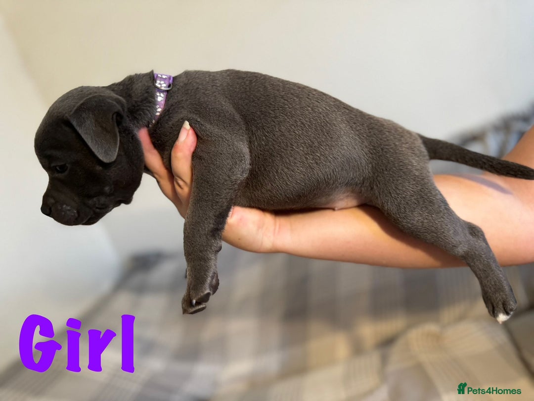 Staffordshire Bull Terrier dogs for sale: Staffordshire bull terrier pups - Image 4