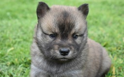 Siberian Husky dogs for sale: Beautiful Chowski puppies  - Image 18