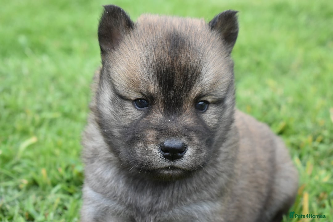 Siberian Husky dogs for sale: Beautiful Chowski puppies  - Image 18