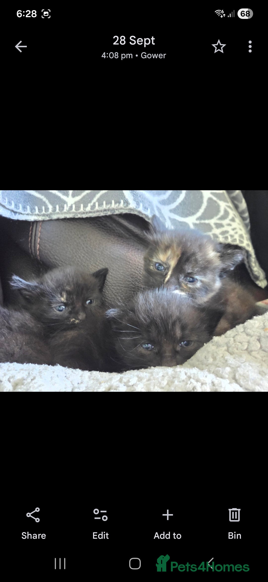 Mixed Breed cats for sale:  Beautiful Kittens Looking for Loving Homes - Advert 5