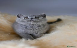 British Shorthair cats for sale: GCCF reg blue kittens  - Image 18