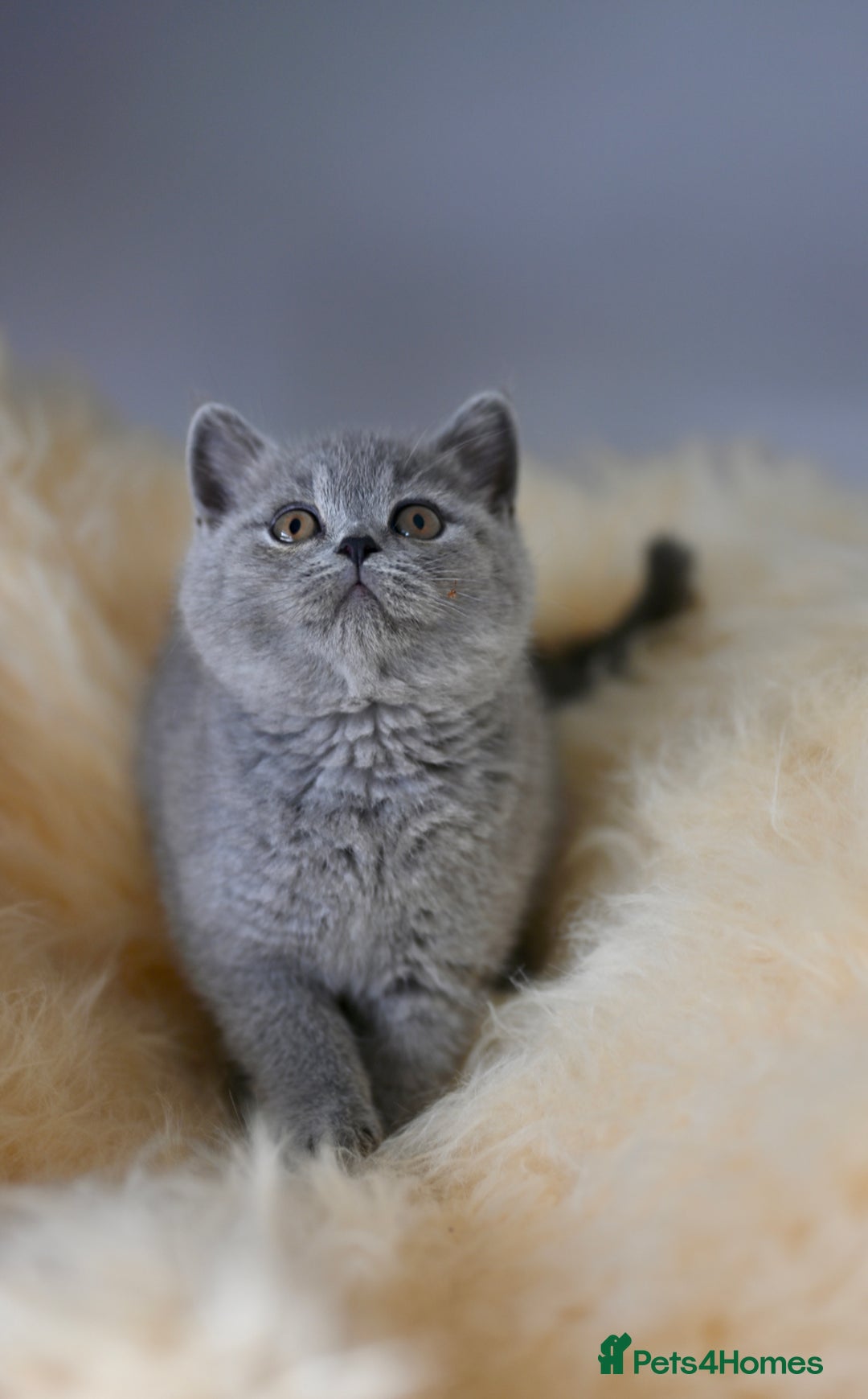 British Shorthair cats for sale: GCCF reg blue kittens  - Image 18