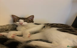 Mixed Breed cats for sale: Cuddly kitten  - Image 4