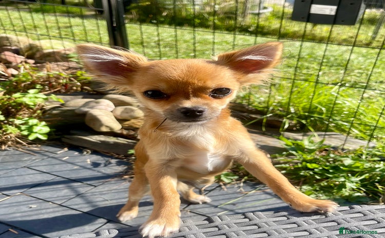 Chihuahua dogs - Advert 1