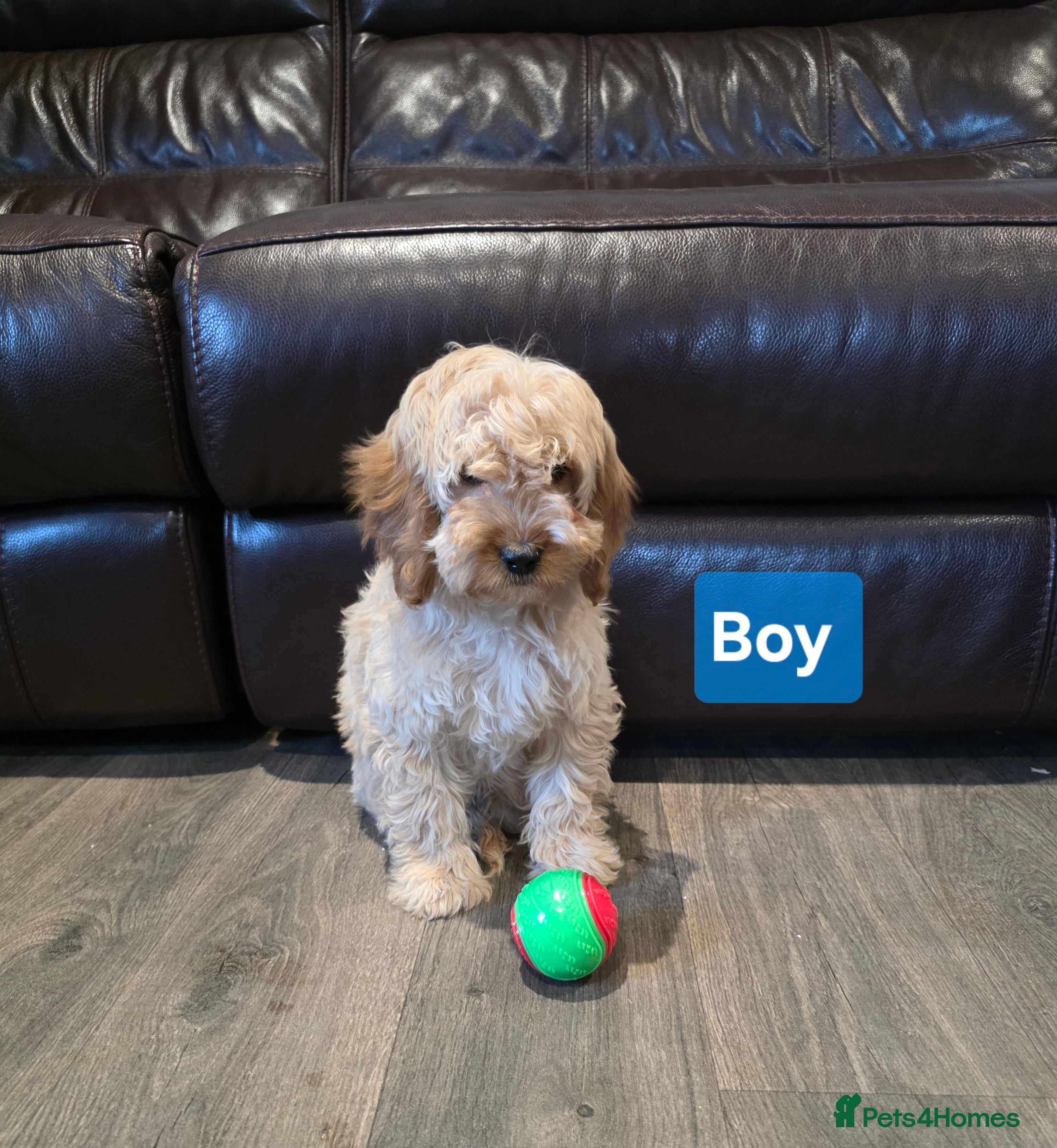 Cockapoo dogs  Adorable cockapoo pups ready to go 🐶 - Advert 3