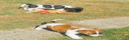 Jack Russell dogs for sale: 5 Gorgeous Puppies  in London - Advert 3
