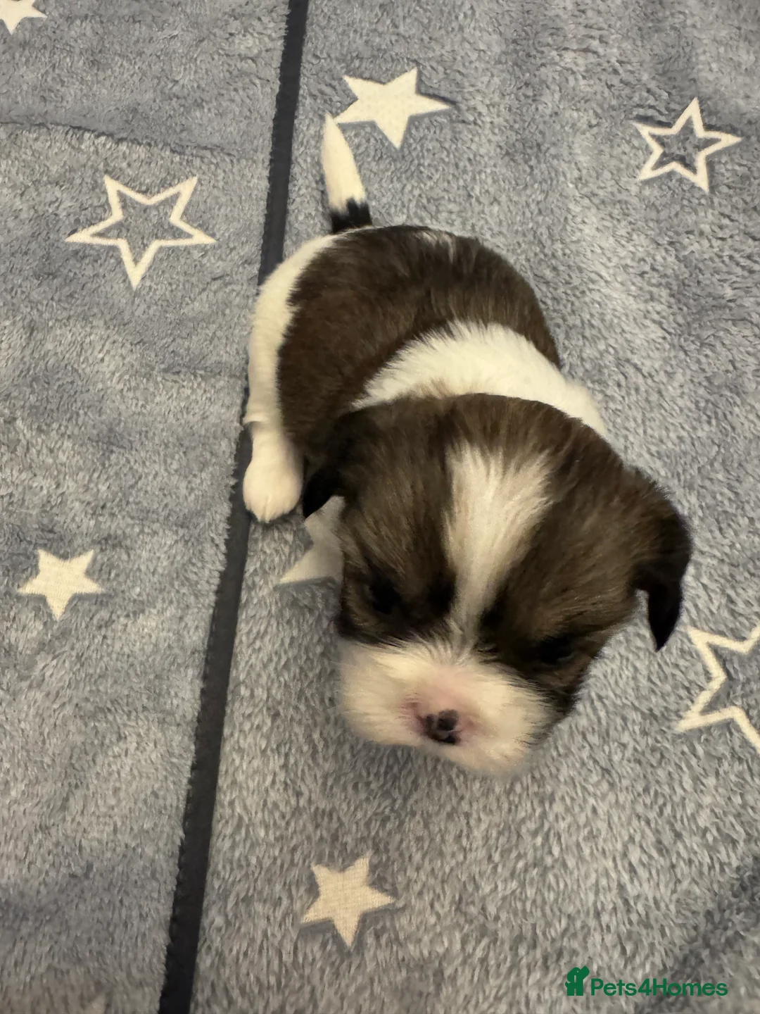 Shih Tzu dogs for sale: 1 girl left out of a litter of 4 - Advert 13