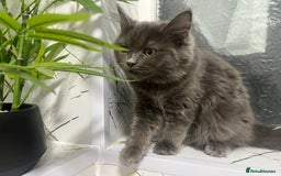 Ragdoll cats for sale: Ragdoll/Persian kittens - Image 1