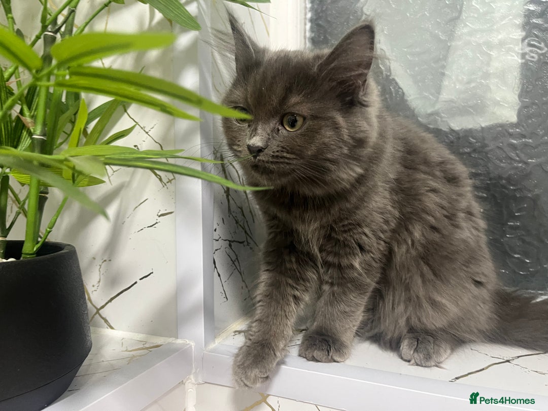 Ragdoll cats for sale: Ragdoll/Persian kittens - Image 1