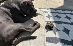 Cane Corso dogs for stud: Denzal  - Image 7