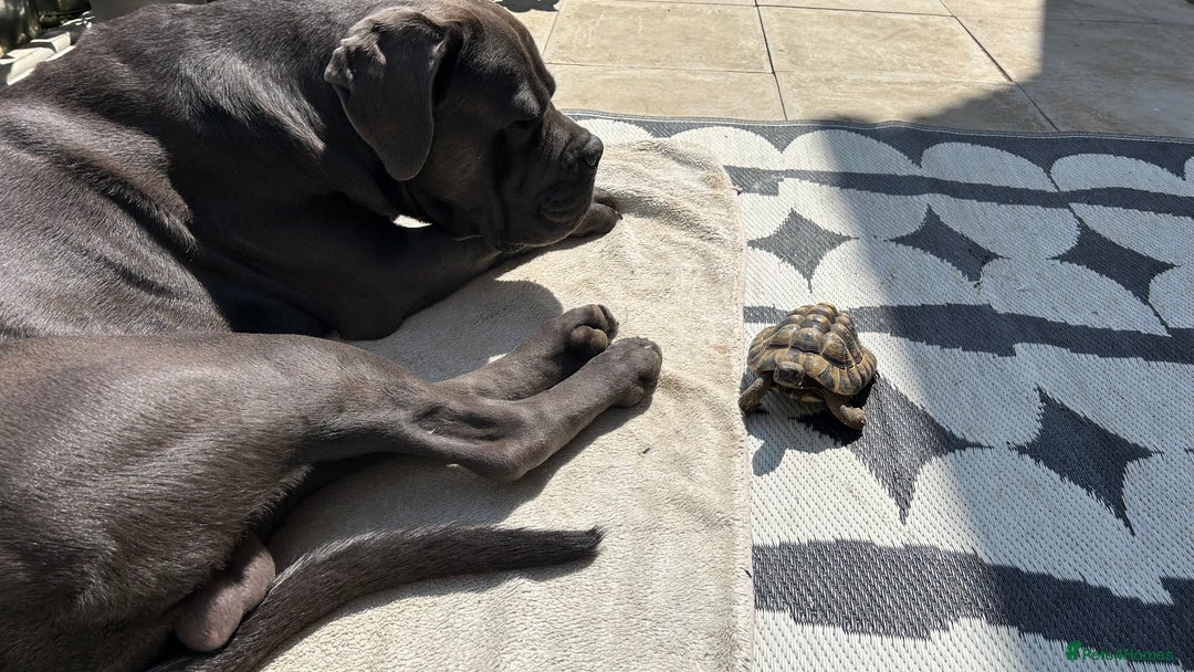 Cane Corso dogs for stud: Denzal  - Image 7