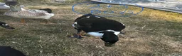Ducks poultry for sale: Indian Runner ducks  - Advert 4