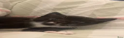 Mixed Breed cats for sale: Adorable male kitten looking for a forever home 🐾 - Advert 4