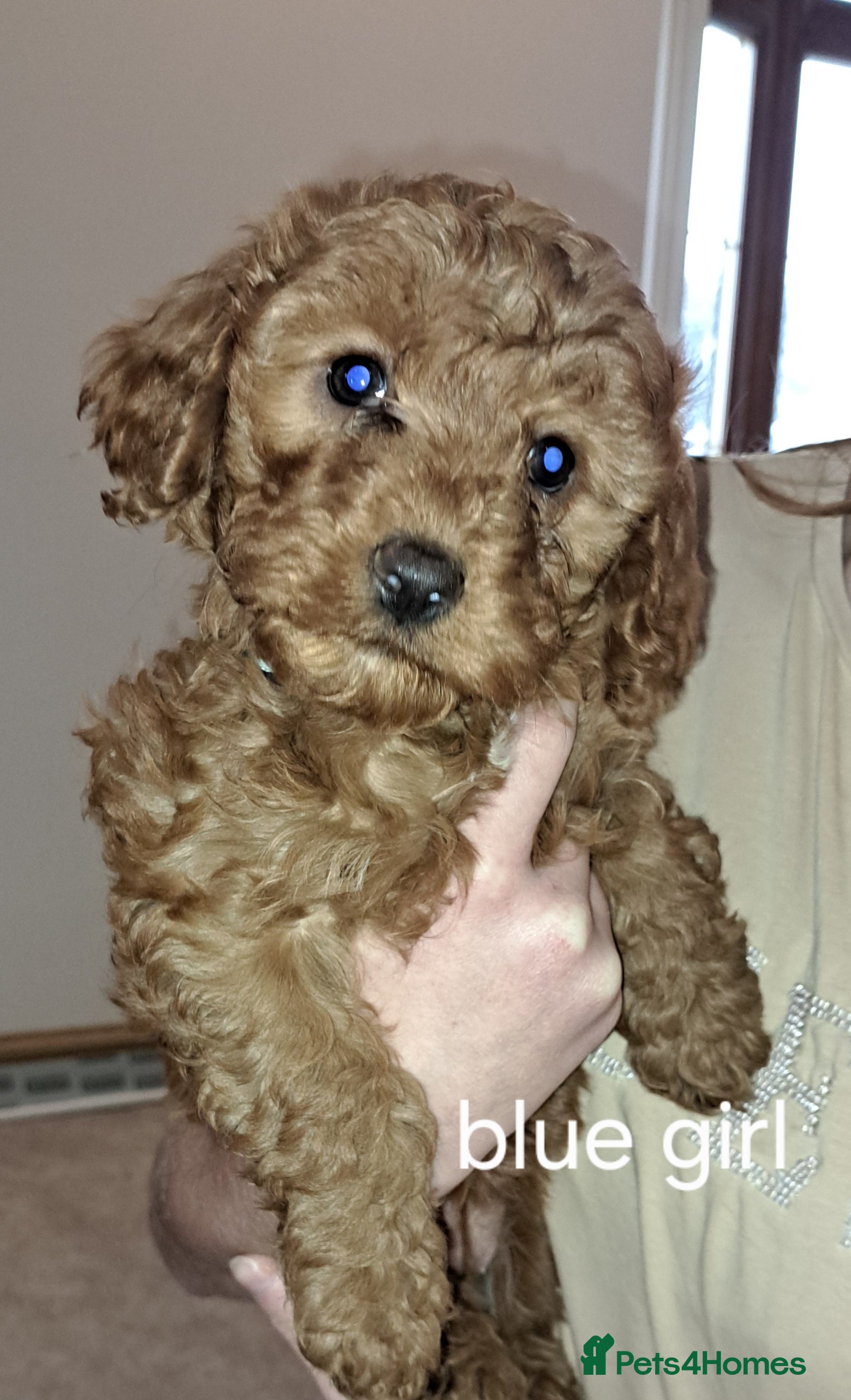 Cockapoo dogs Coockerpoo puppies  - Advert 6