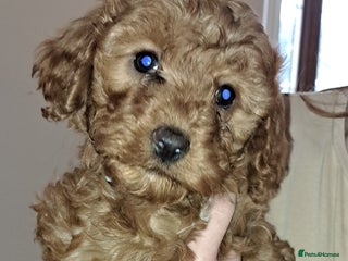 Cockapoo dogs Coockerpoo puppies - Advert 1