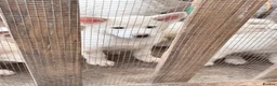 Japanese Akita Inu dogs for sale: Japanese Akita Puppies  - Advert 10