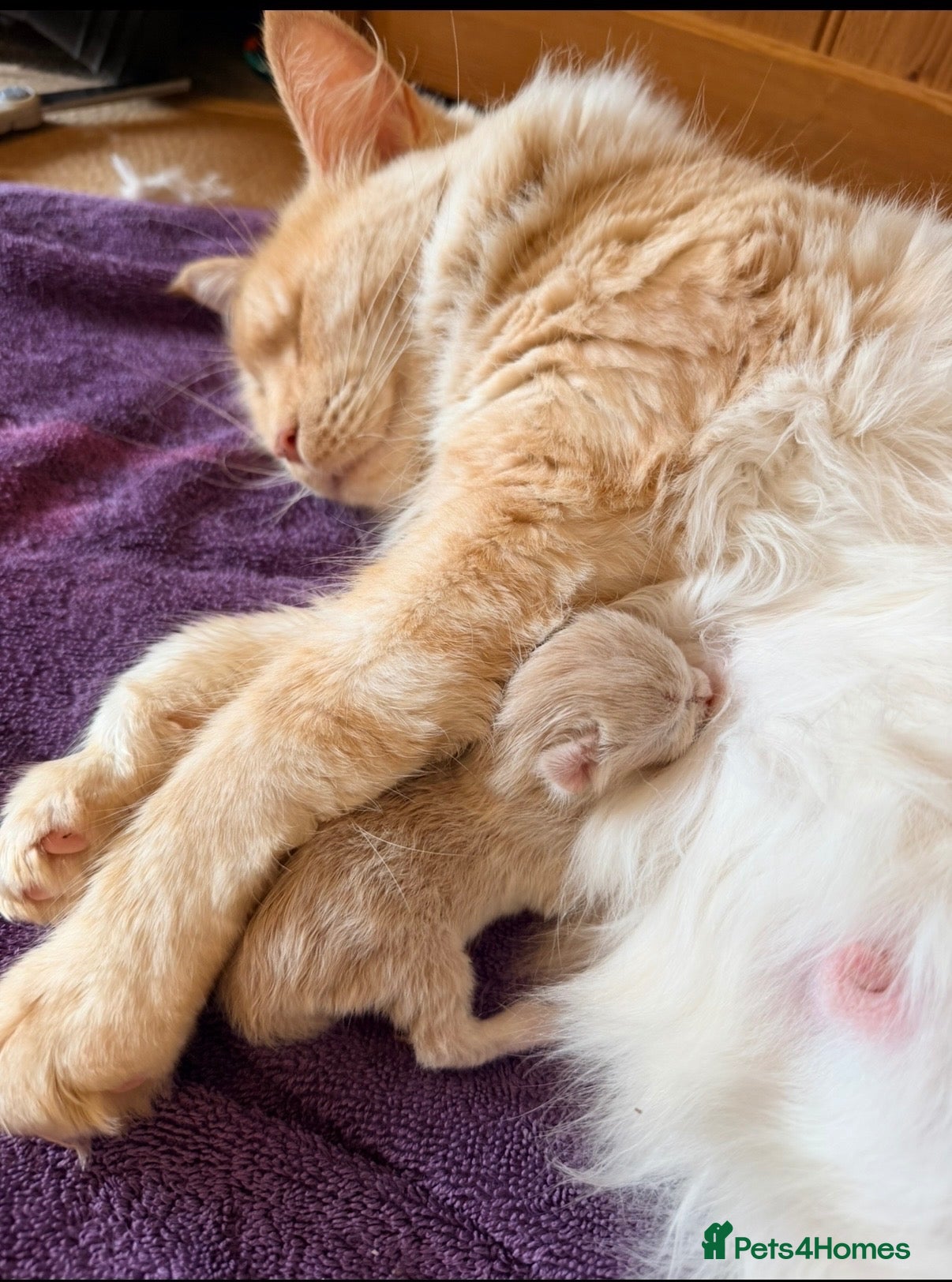 Maine Coon cats Maincoon X - Advert 7