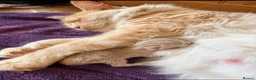 Maine Coon cats for sale: Maincoon X - Advert 1