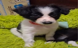 Mixed Breed dogs for sale: Papillon x collie - Image 14