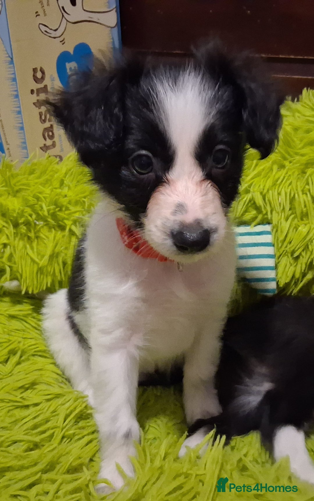 Mixed Breed dogs for sale: Papillon x collie - Image 14