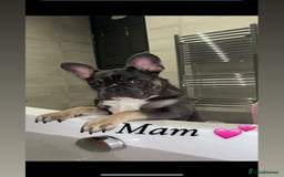 French Bulldog dogs for sale: French bulldogs  - Image 5