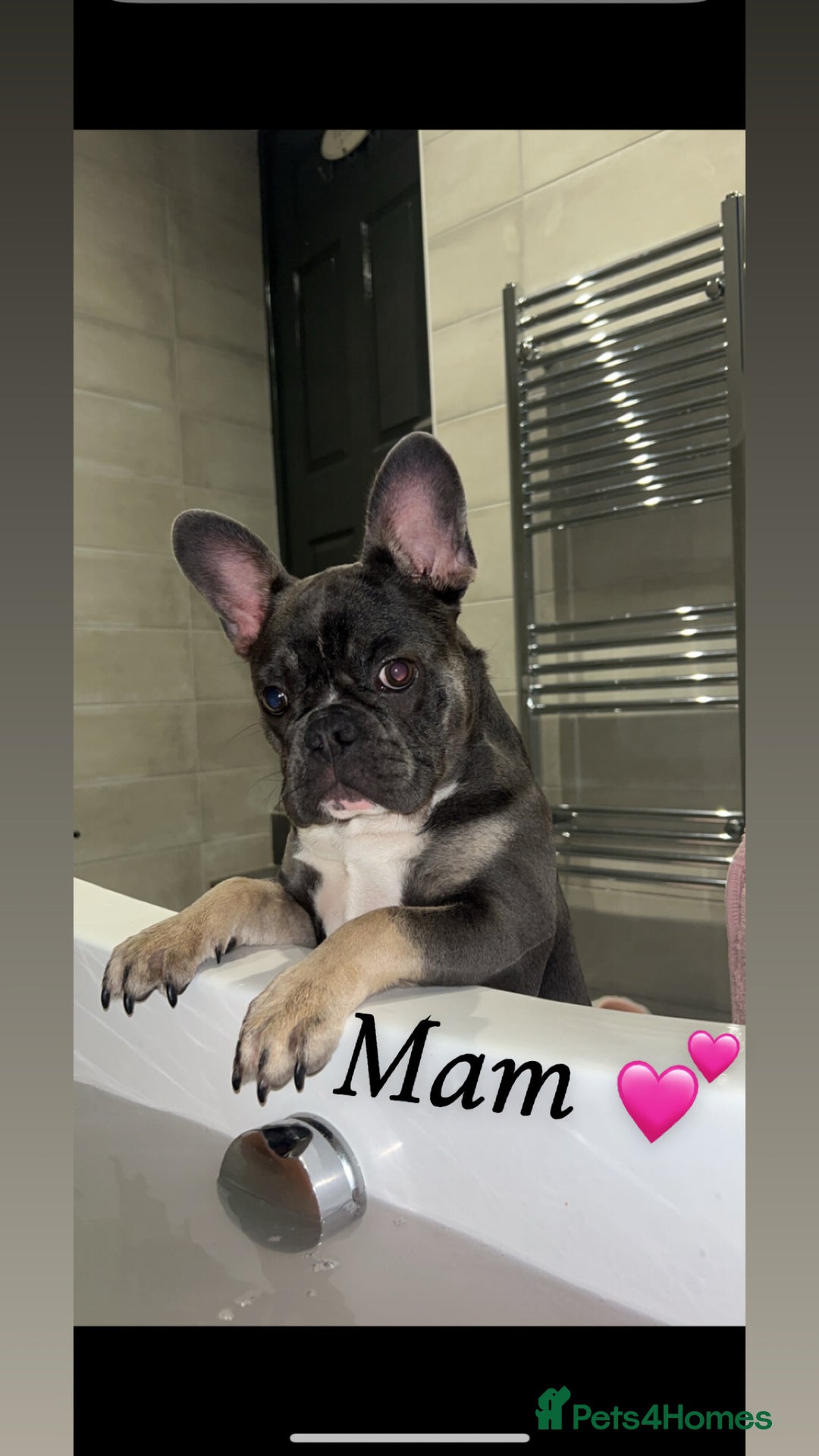 French Bulldog dogs for sale: French bulldogs  - Image 5