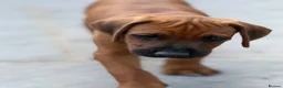 Rhodesian Ridgeback dogs for sale: * 2 Chunky Girls with Black Masks Available *  - Advert 4