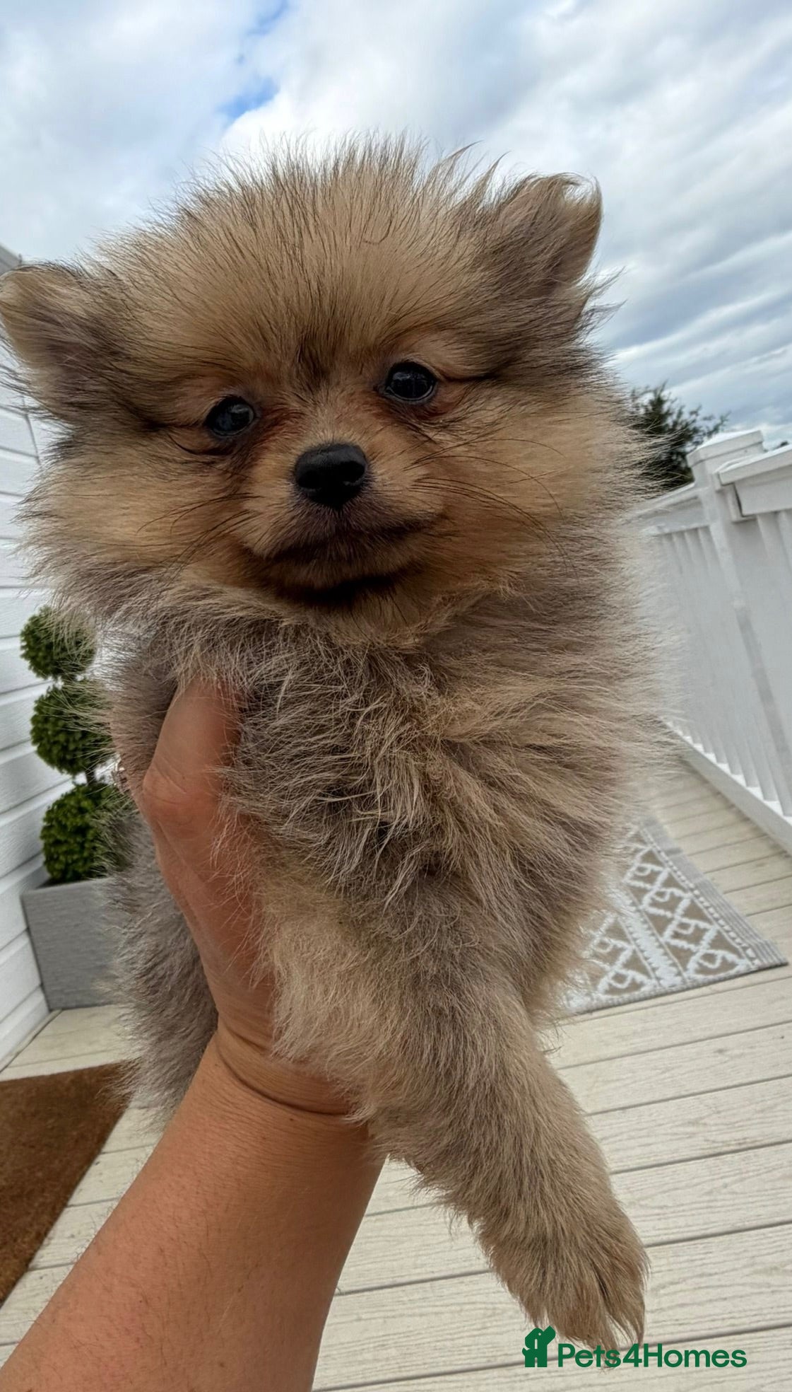 Pomeranian dogs Pomeranian Puppies Ready Now - Advert 4