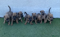 Jack Russell dogs for sale: Rose meadow jacks  - Image 1