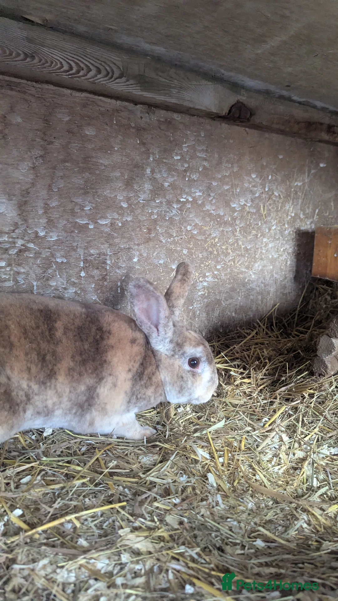 Rex rabbits for sale: 3 Rabbits - 2 x Velvet Rex, 1 x New Zealand White - Advert 8