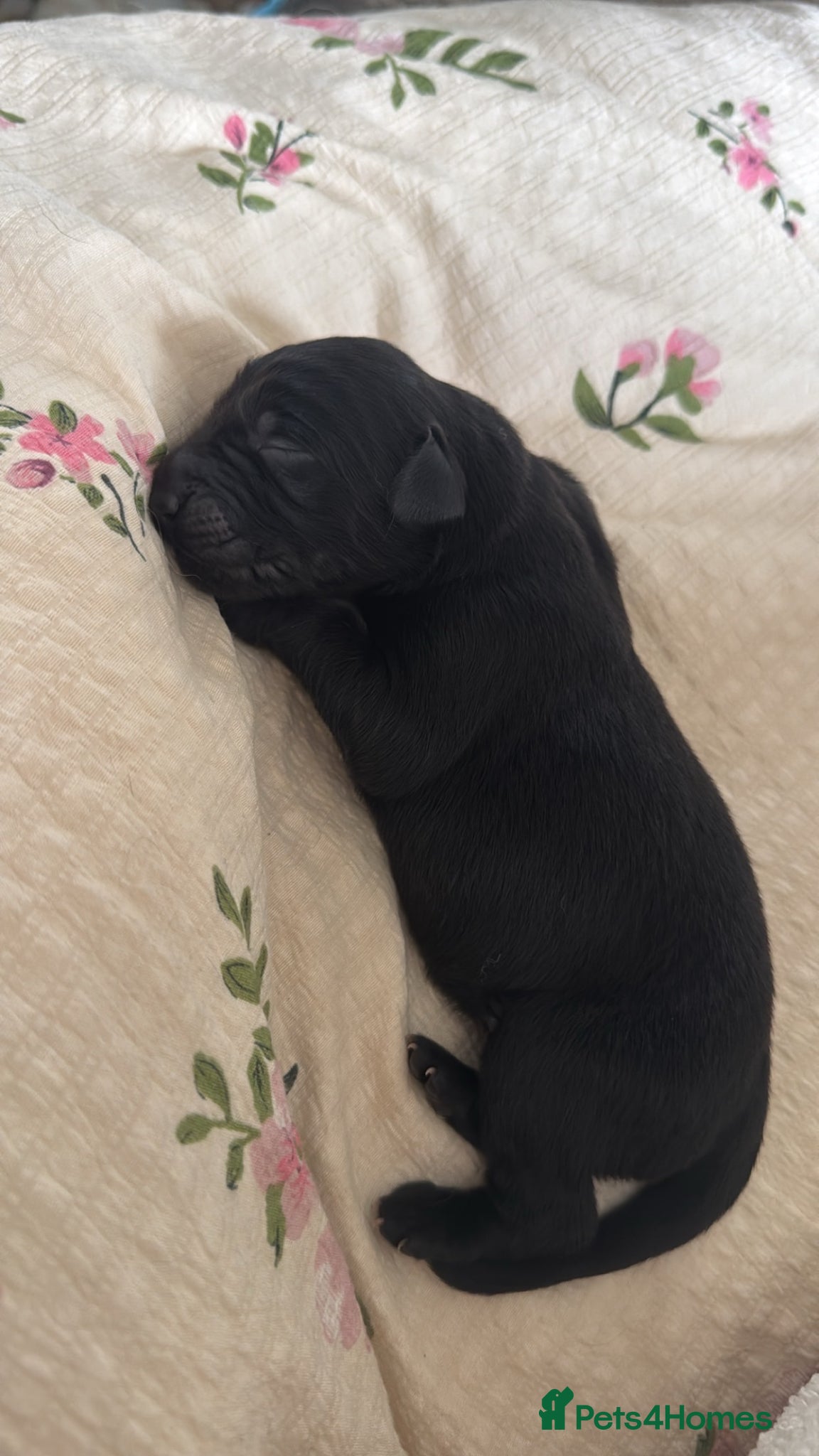 Borador dogs Boarder puppies  - Advert 2