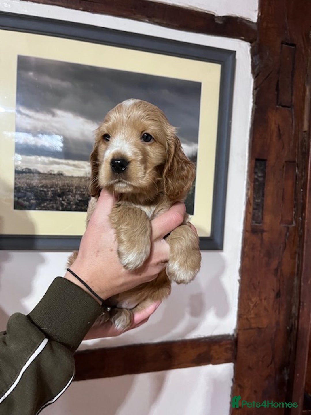 Cocker Spaniel dogs for sale: KC registered Health tested Show cocker spaniels - Advert 2