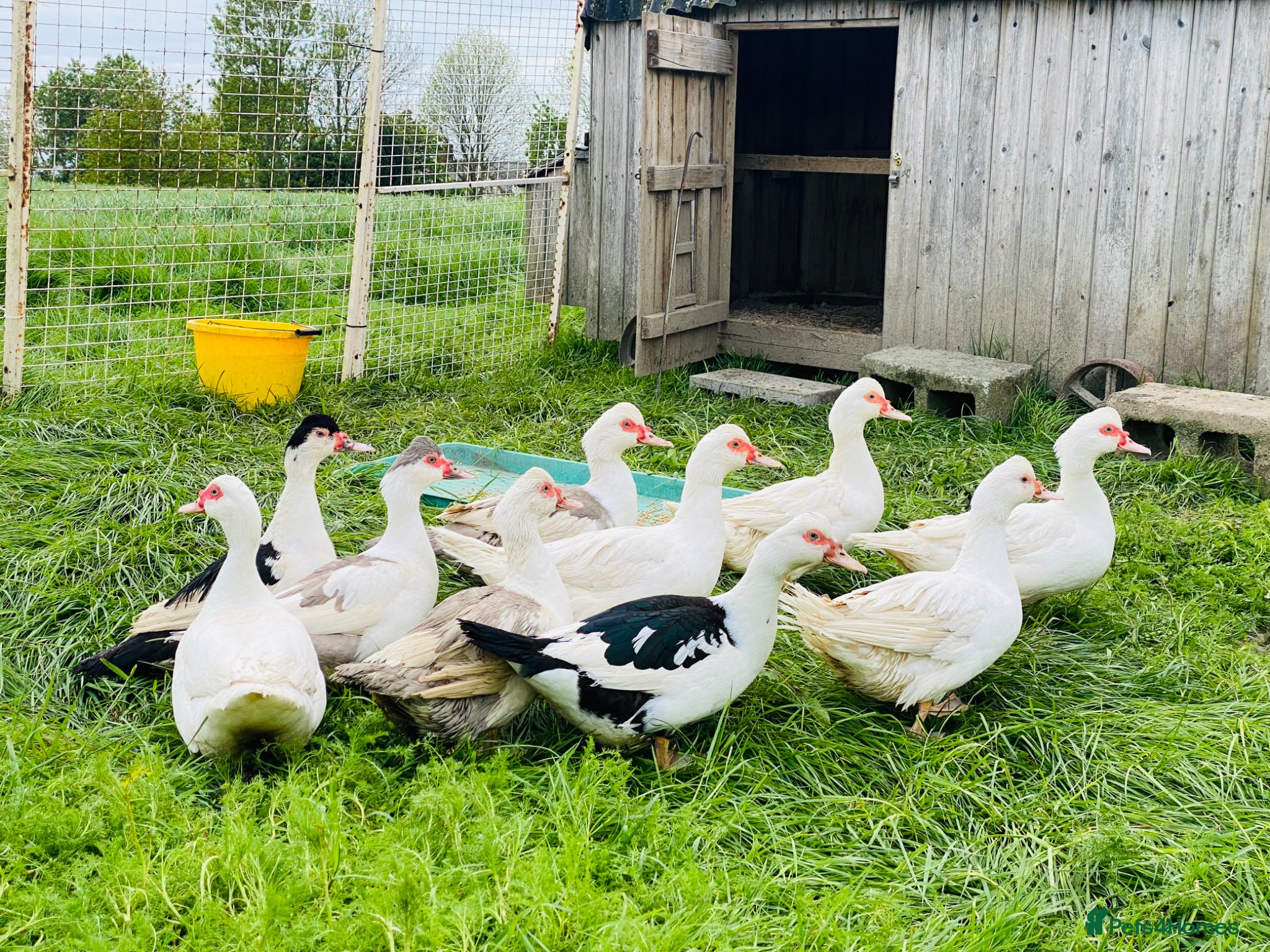 Ducks poultry for sale: Muscovy Ducks - Healthy Young Proven Layers - Advert 1