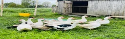 Ducks poultry for sale: Muscovy Ducks - Healthy Young Proven Layers in Welshpool - Advert 1