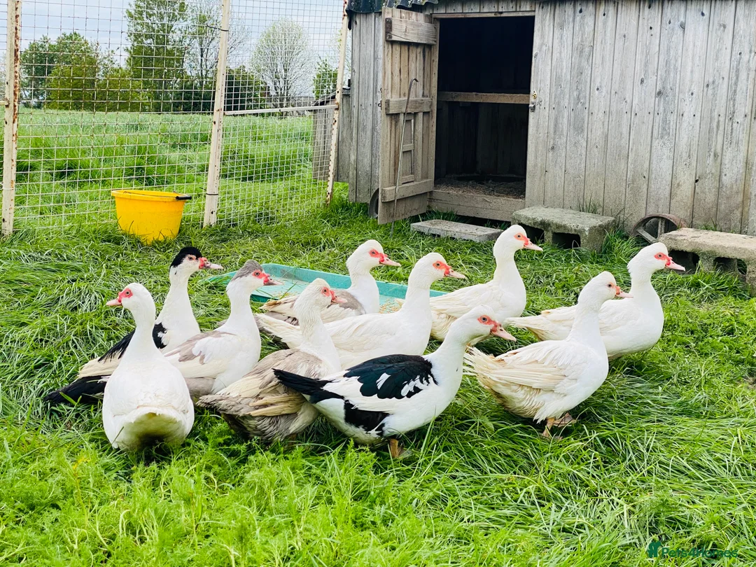 Ducks poultry for sale: Muscovy Ducks - Healthy Young Proven Layers in Welshpool - Advert 1